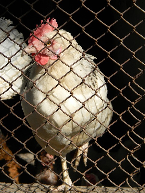 为后起之秀 为后起之秀